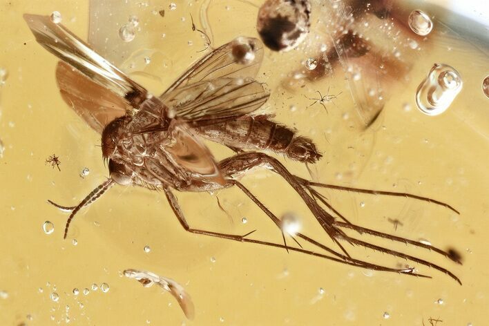 Detailed Fossil Fungus Gnat (Mycetophilidae) In Baltic Amber #367527